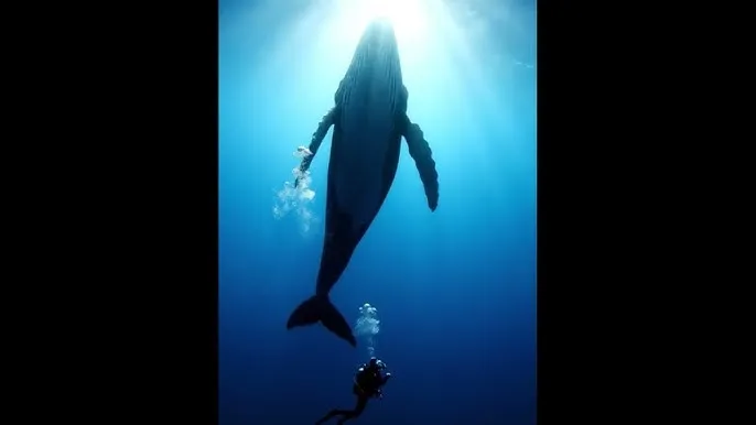 一代宗师在线观看 - 深蓝星球：探索海洋深处的未知世界
